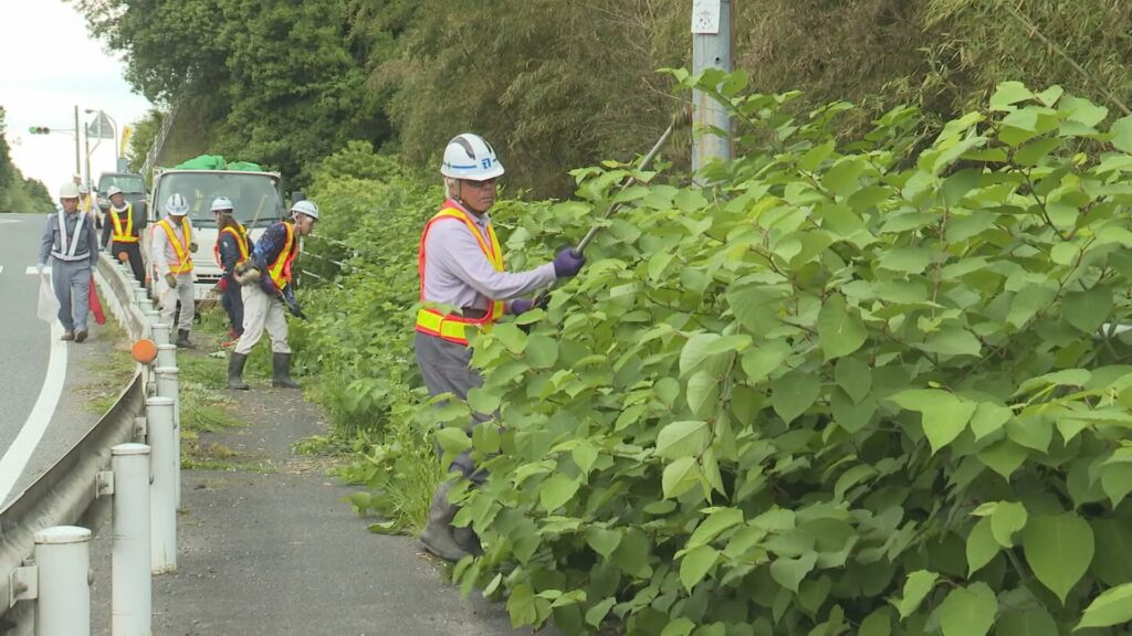 通学路除草ボランティア2